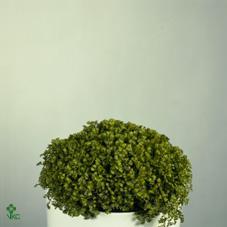 Selaginella Peacock