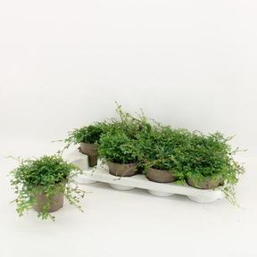 Selaginella Peacock