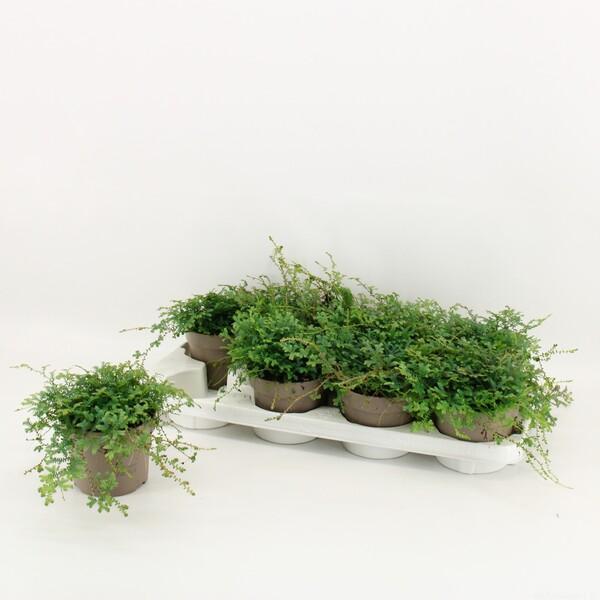 Selaginella Peacock