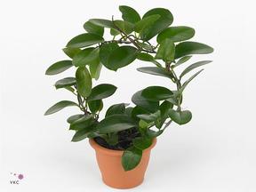 Hoya
