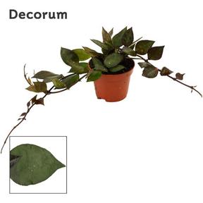 Hoya