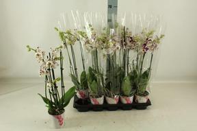 Phalaenopsis Marrakesh 2tak