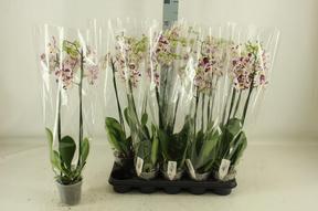 Phalaenopsis Marrakesh 2tak