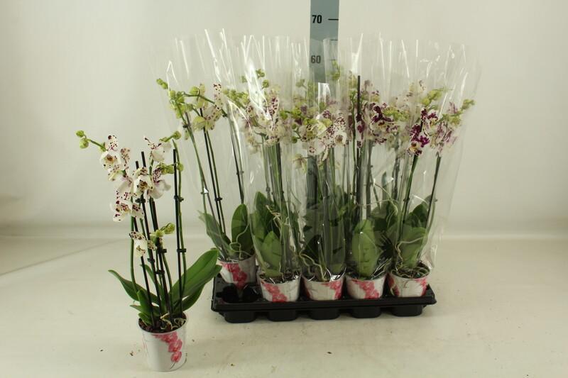 Phalaenopsis Marrakesh 2tak