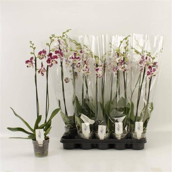 Phalaenopsis Marrakesh 2tak