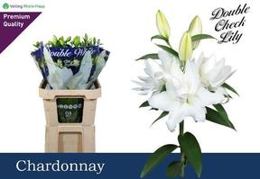 Lilium or dbl chardonnay