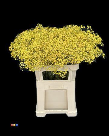 Gypsophila vrf mix