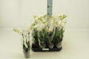 Phalaenopsis multiflora white 2tak