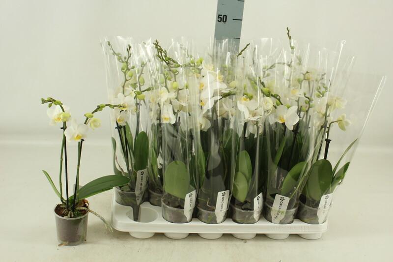 Phalaenopsis multiflora white 2tak