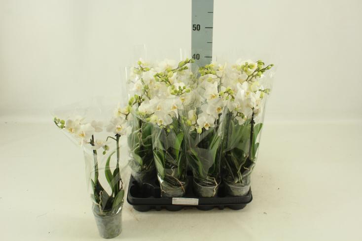 Phalaenopsis multiflora white 2tak
