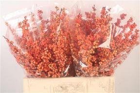 Ilex magical daydream