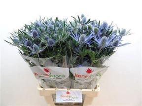 Eryngium blue lagoon