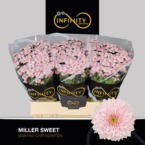 Chrys sa Miller sweet