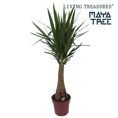 Yucca Maya Tree