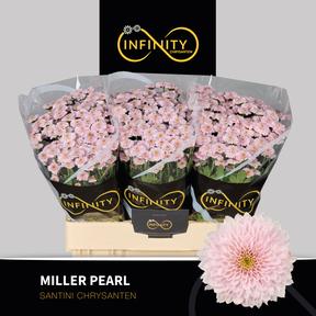 Chrys sa Miller pearl
