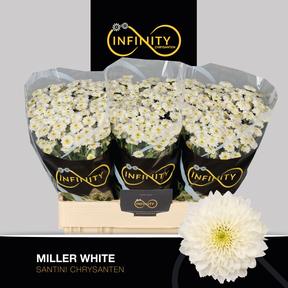 Chrys sa Miller white