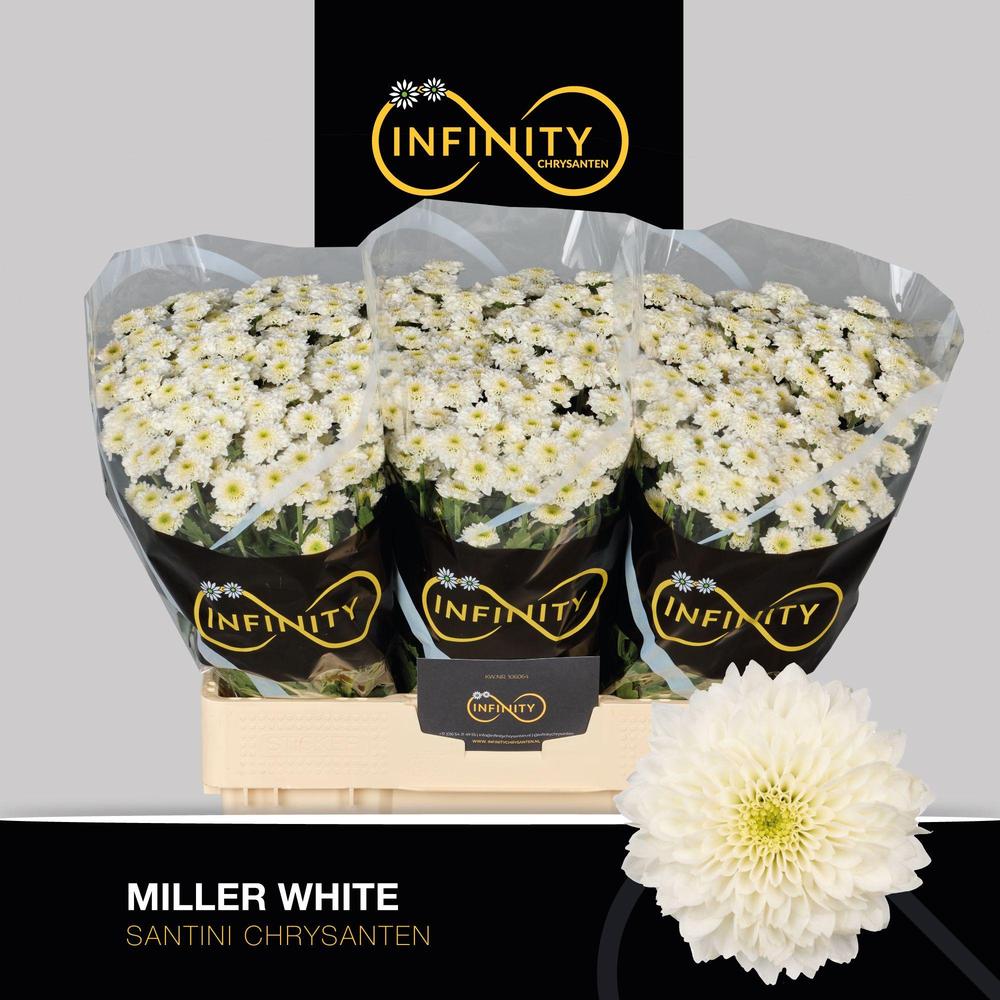 Chrys sa Miller white