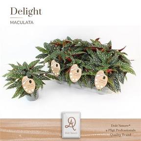 Begonia Spotlight Dark