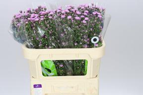 Aster double date pink