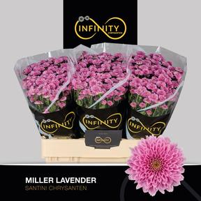 Chrys sa Miller levander