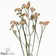 Limonium sinuet honey apricot