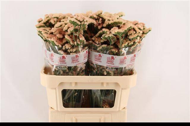 Limonium sinuet honey apricot