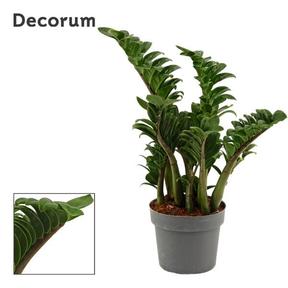Zamioculcas Zenzi