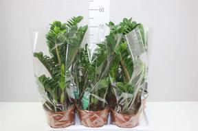 Zamioculcas Zenzi