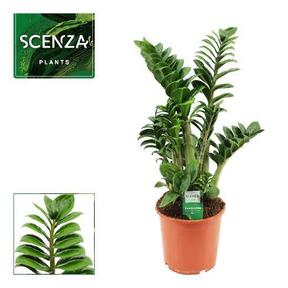 Zamioculcas Zenzi