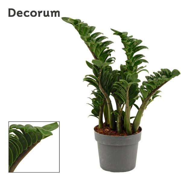 Zamioculcas Zenzi