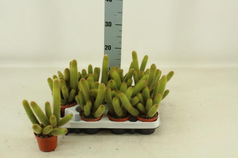 Hildewintera aureispina