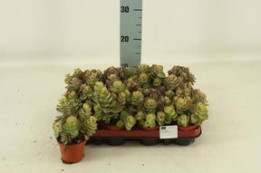 Kalanchoe Laxiflora