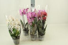 Phalaenopsis oblouk 2tak