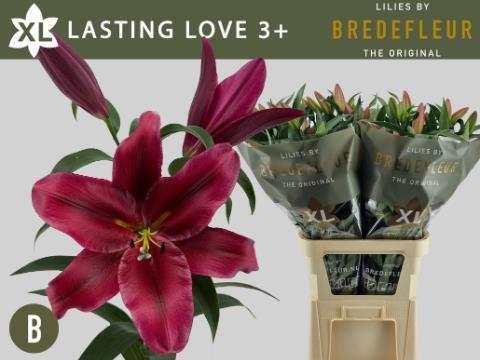 Lilium or lasting love