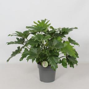 Philodendron Selloum Hope