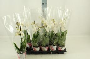 Phalaenopsis white 1tak