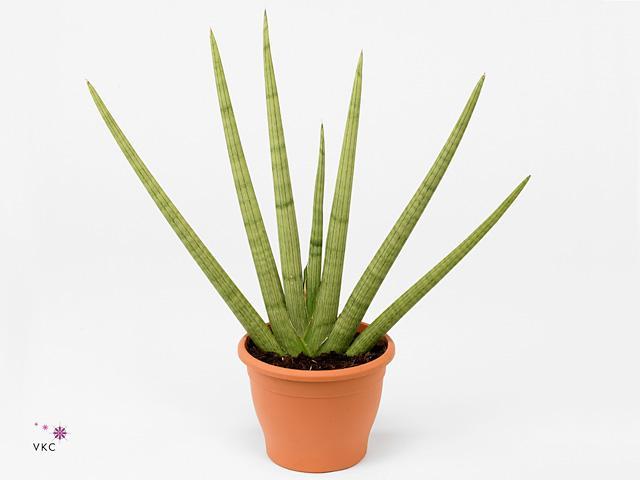 Sansevieria Black Gold