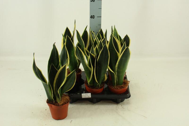 Sansevieria Black Gold