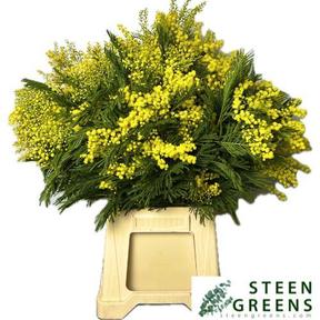 Mimosa baileyana bal.