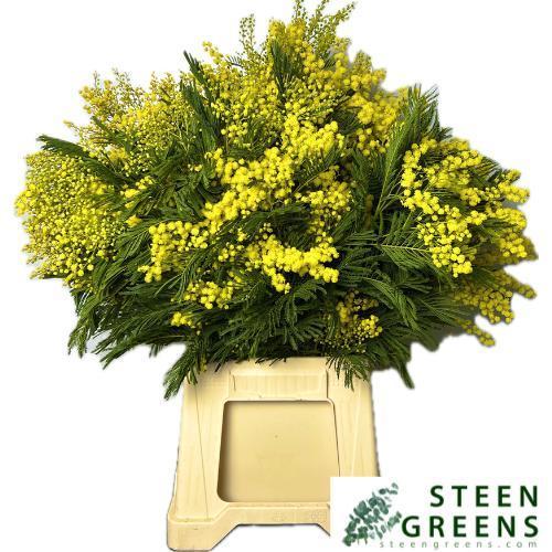 Mimosa baileyana bal.