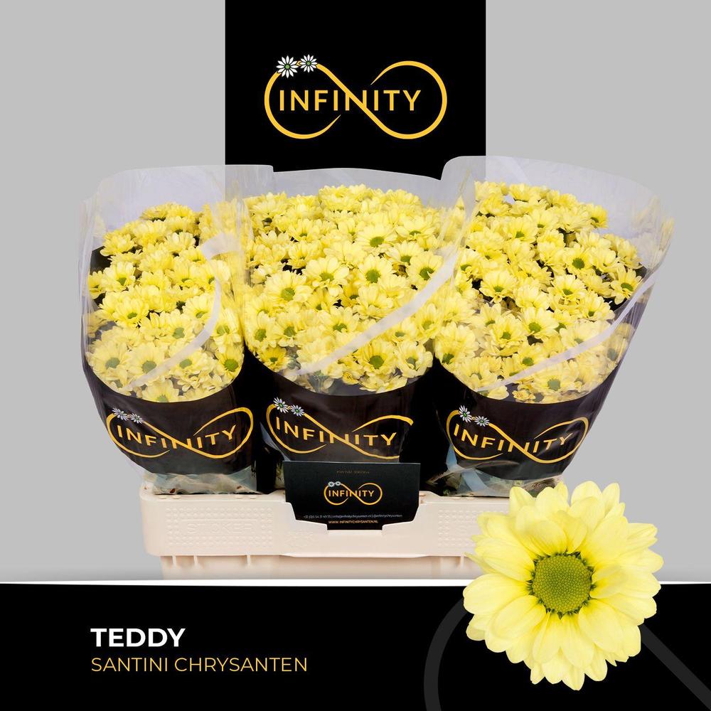 Chrys sa teddy
