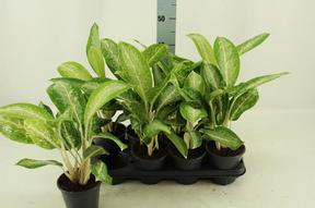 Aglaonema Anouk