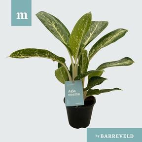 Aglaonema Anouk
