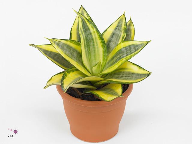 Sansevieria masoniana Congo