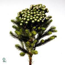 Kaaps brunia  albigreen