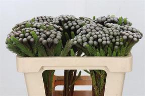 Kaaps brunia  albigreen