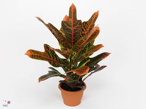 Codiaeum Mrs.Iceton