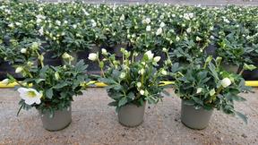 Helleborus niger Goldline