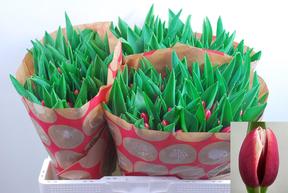 Tulp en ov