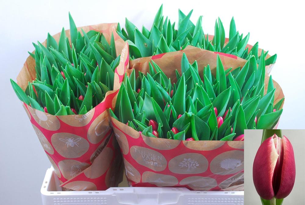 Tulp en ov